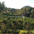Vende, Chácara, Zona Rural, Munhoz, MG