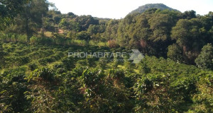 Vende, Chácara, Zona Rural, Munhoz, MG