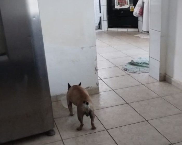 Vende, chácara, Guaripocaba dos Souzas, zona rural, Bragança Pta-SP - Foto 8 de 29